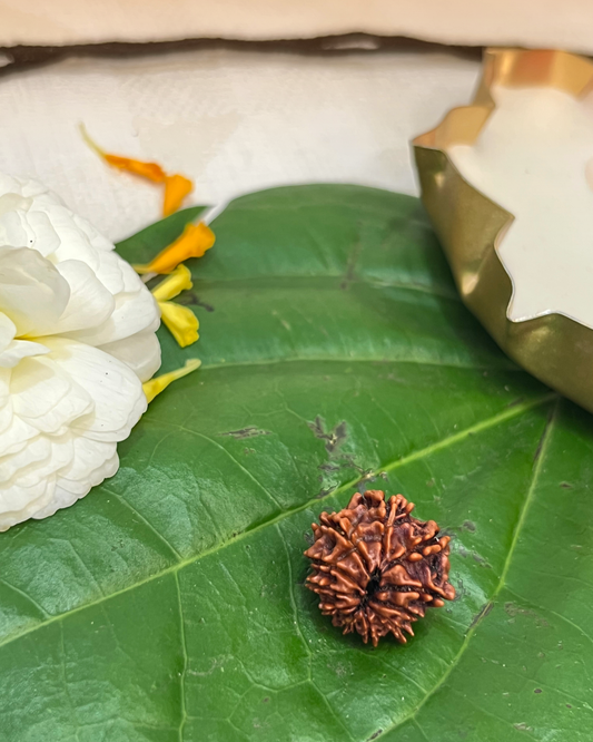 11 Mukhi Rudraksha (Natural | Nepal Origin)