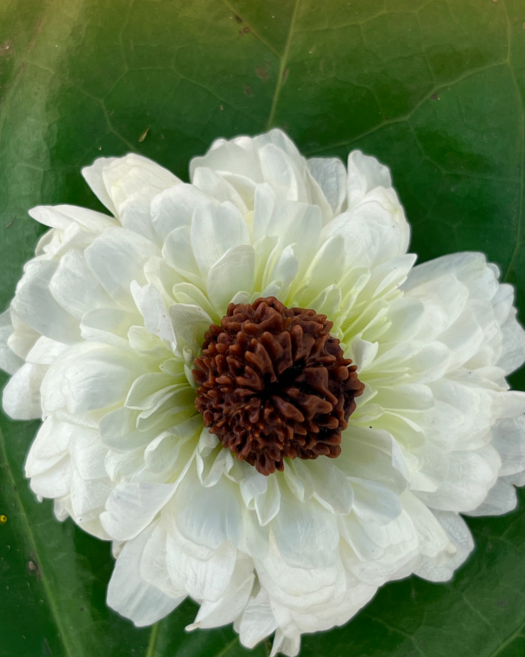 11 Mukhi Rudraksha (Natural | Nepal Origin)