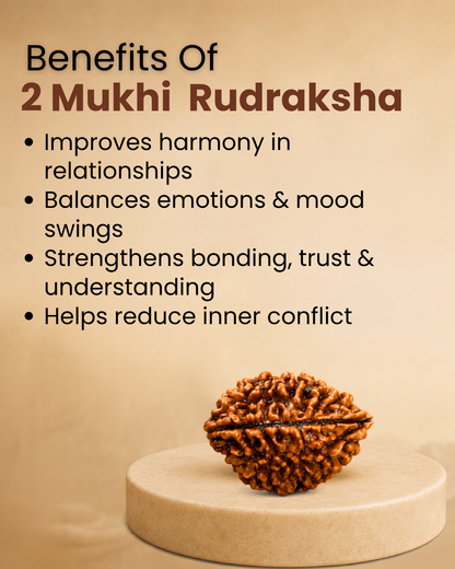 2 Mukhi Rudraksha (Natural | Nepal Origin)