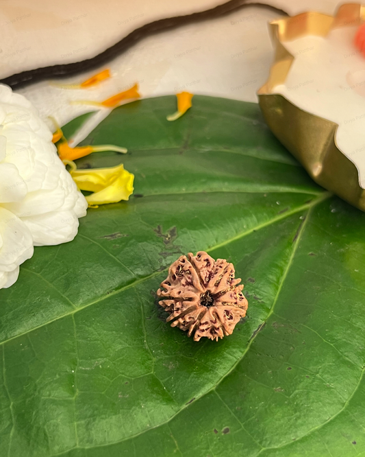 8 Mukhi Rudraksha for Moolank 4 and Problem Solvers Ruled by Rahu (Natural | Nepal Origin)