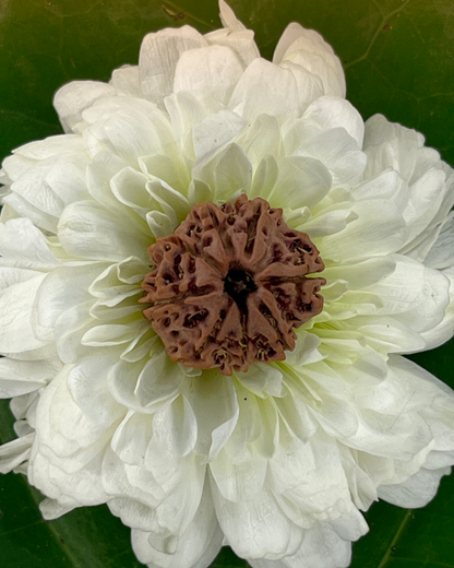8 Mukhi Rudraksha for Moolank 4 and Problem Solvers Ruled by Rahu (Natural | Nepal Origin)