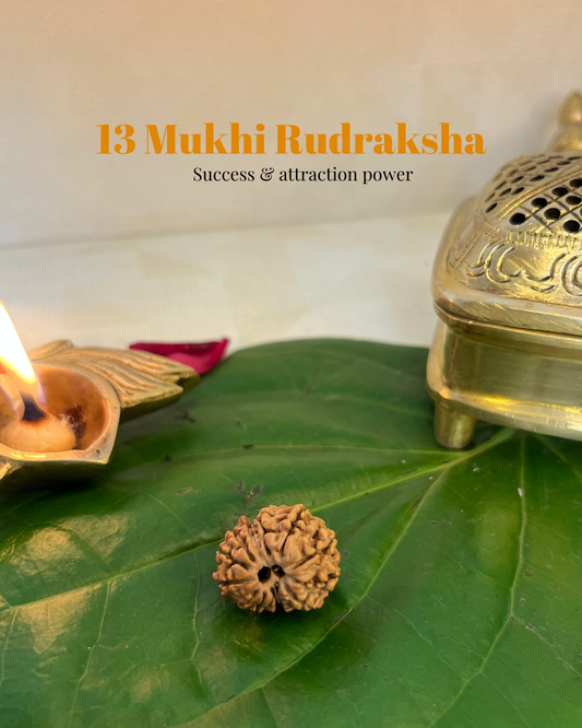 13 Mukhi Rudraksha (Natural | Nepal Origin)