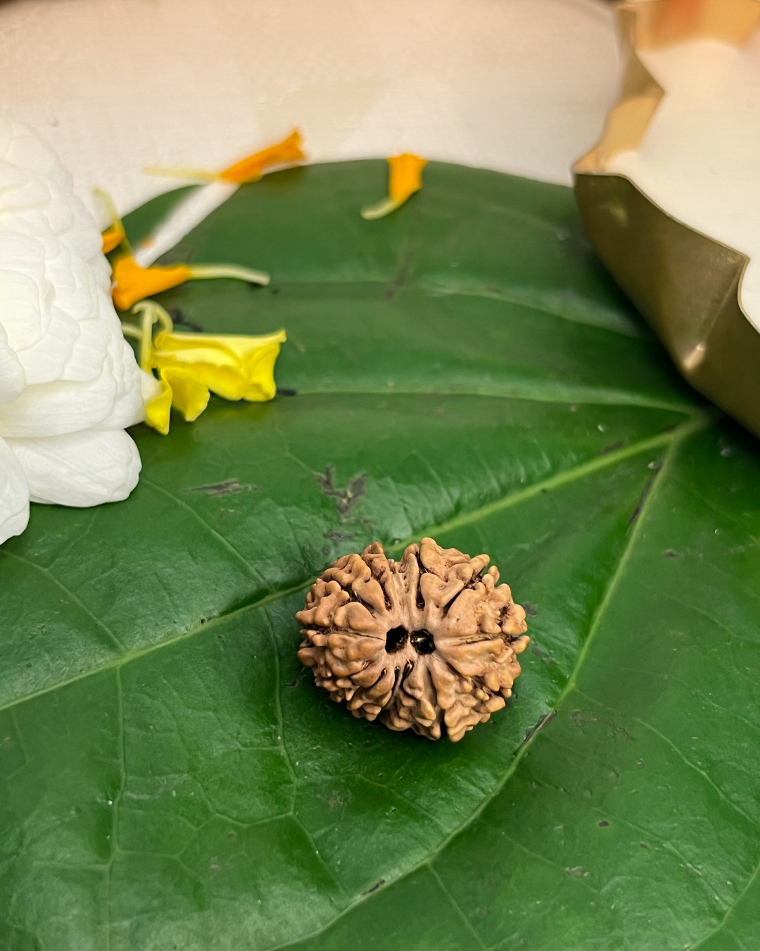 13 Mukhi Rudraksha (Natural | Nepal Origin)
