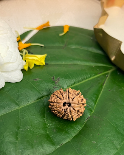 13 Mukhi Rudraksha (Natural | Nepal Origin)
