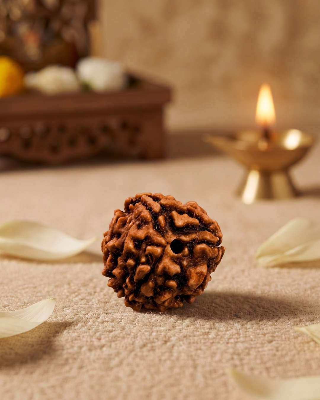 3 Mukhi Rudraksha (Natural | Nepal Origin)
