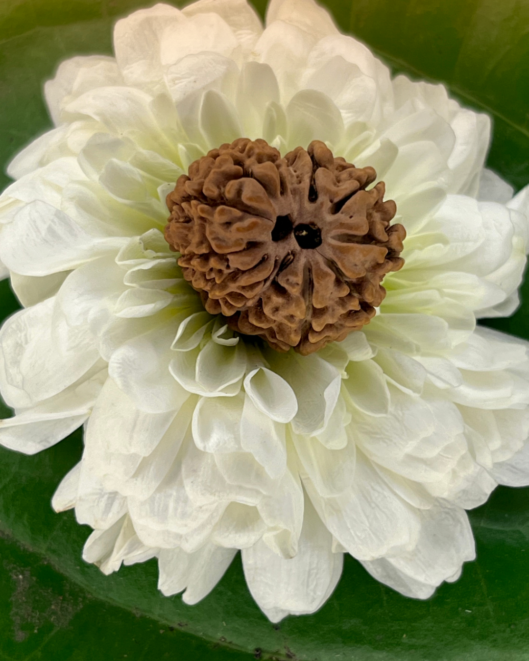 13 Mukhi Rudraksha (Natural | Nepal Origin)