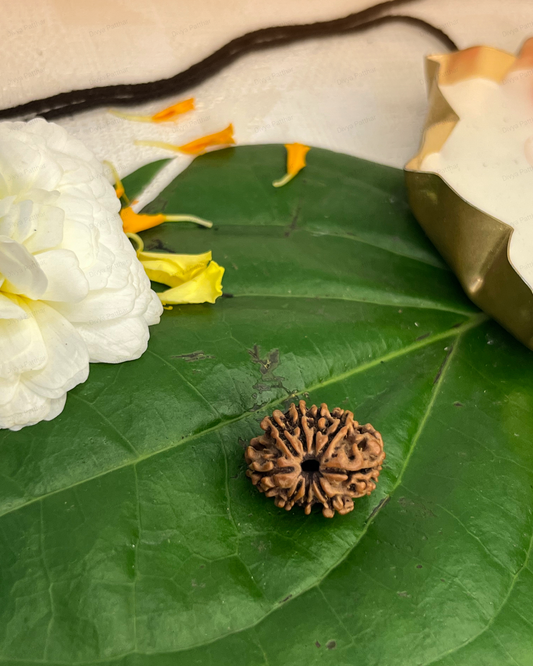 9 Mukhi Rudraksha for Moolank 7 and Spiritual Seekers Ruled by Ketu (Natural | Nepal Origin)