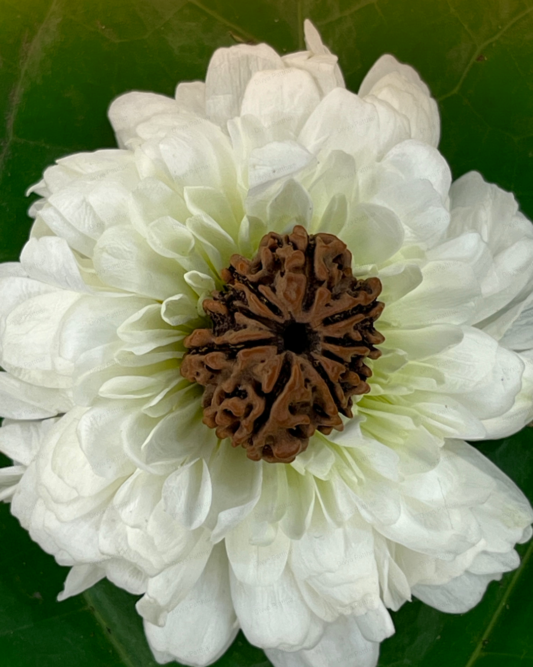 9 Mukhi Rudraksha for Moolank 7 and Spiritual Seekers Ruled by Ketu (Natural | Nepal Origin)