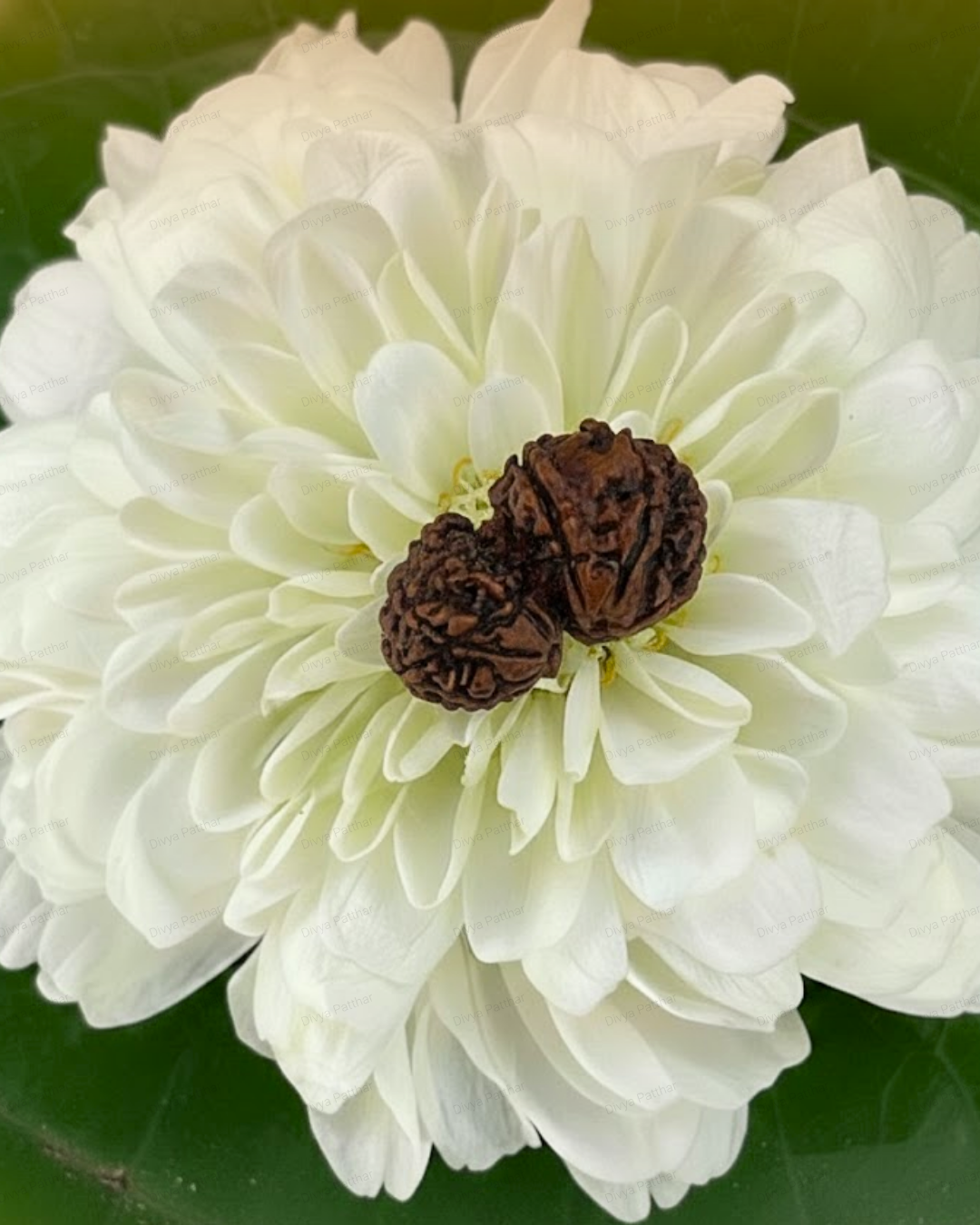 Garbh Gauri Rudraksha (Natural | Nepal Origin)