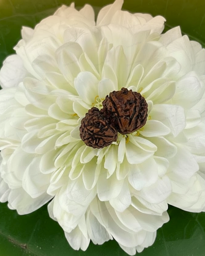 Garbh Gauri Rudraksha (Natural | Nepal Origin)