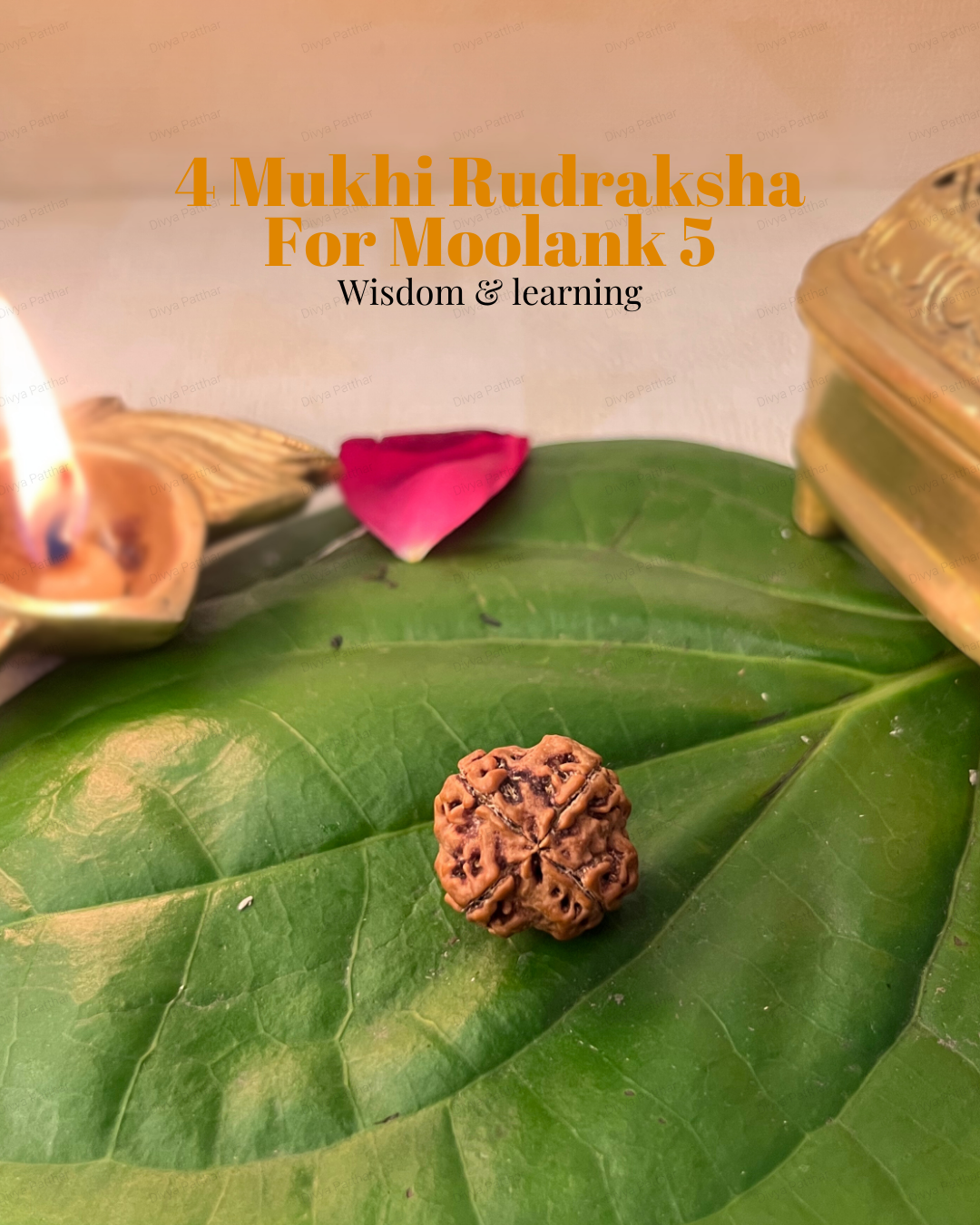 4 Mukhi Rudraksha for Moolank 5 and Intellect-Driven Minds Ruled by Mercury (Natural | Nepal Origin)
