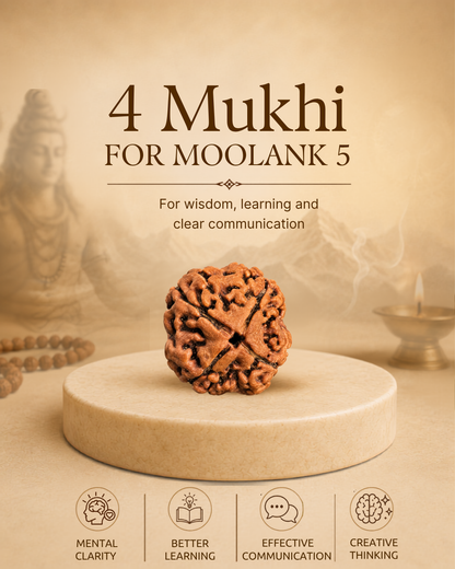 4 Mukhi Rudraksha for Moolank 5 and Intellect-Driven Minds Ruled by Mercury (Natural | Nepal Origin)
