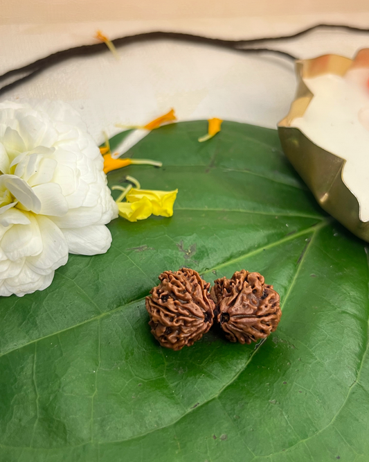 Gauri Shankar Rudraksha (Natural | Nepal Origin)