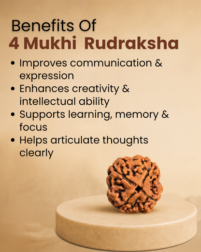4 Mukhi Rudraksha (Natural | Nepal Origin)