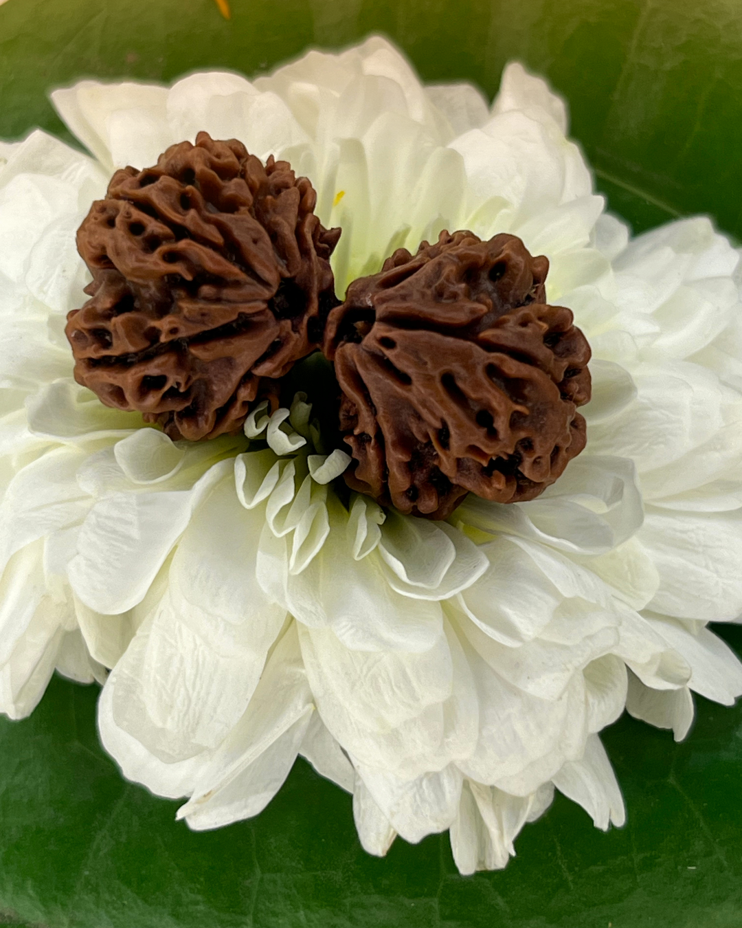 Gauri Shankar Rudraksha (Natural | Nepal Origin)