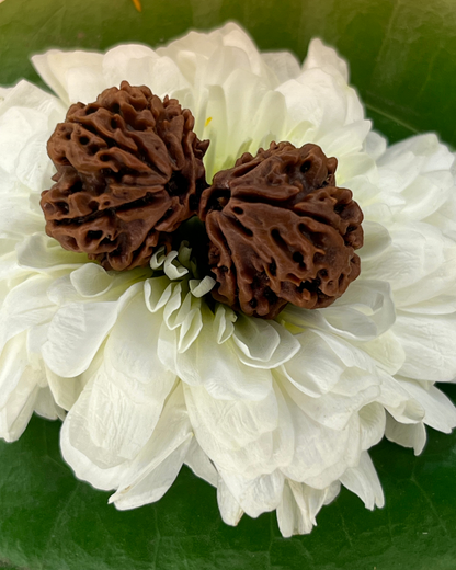Gauri Shankar Rudraksha (Natural | Nepal Origin)