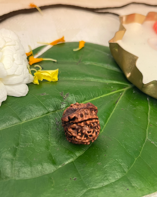 Ganesh Rudraksha (Natural | Nepal Origin)