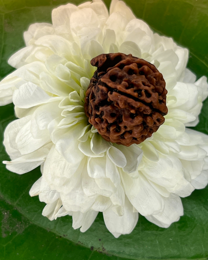 Ganesh Rudraksha (Natural | Nepal Origin)