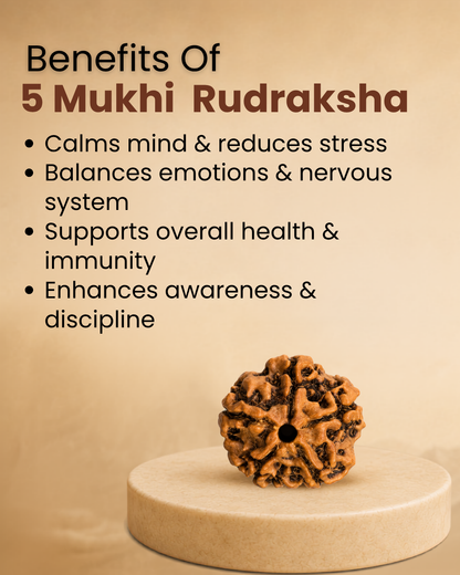 5 Mukhi Rudraksha (Natural | Nepal Origin)