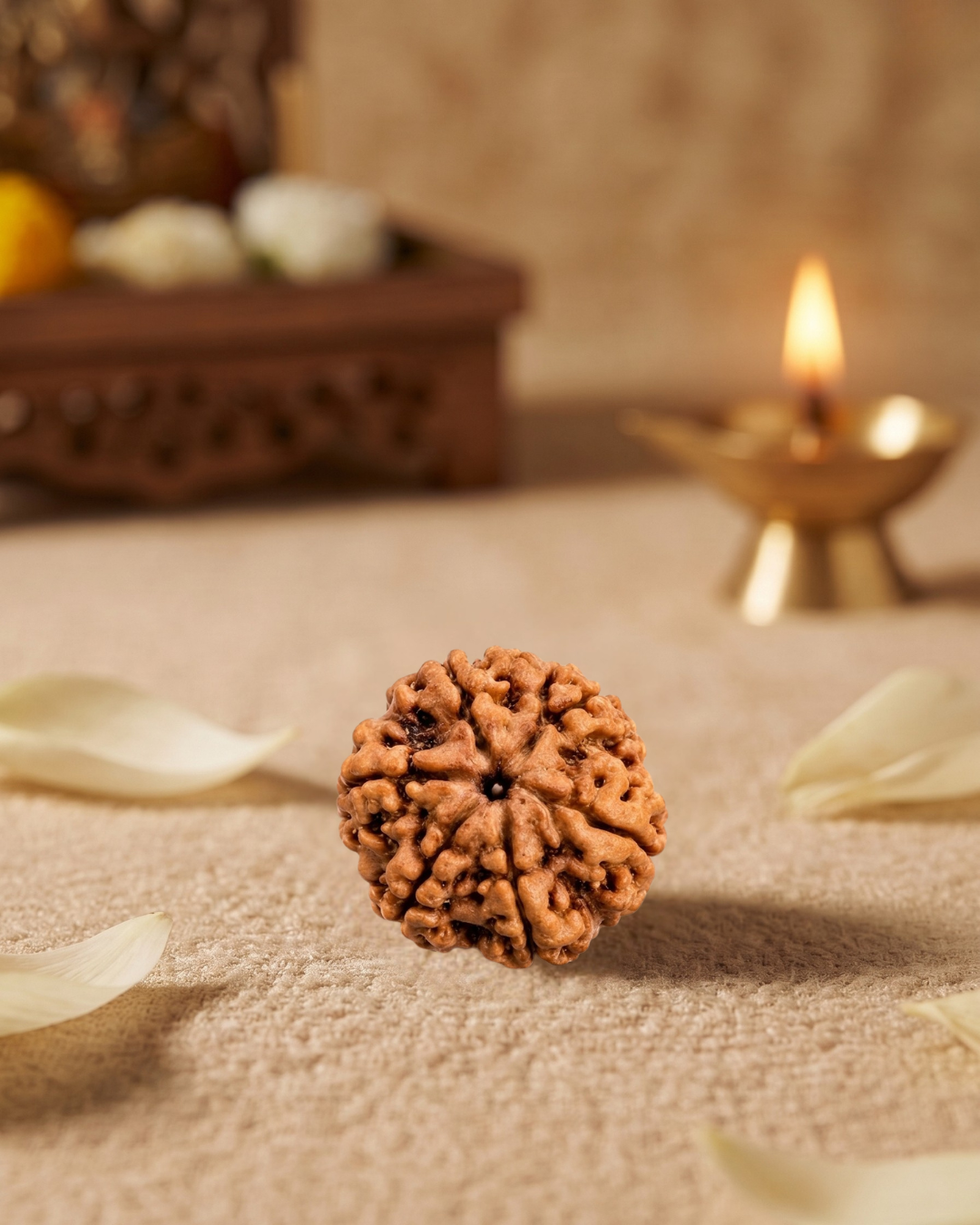 6 Mukhi Rudraksha (Natural | Nepal Origin)