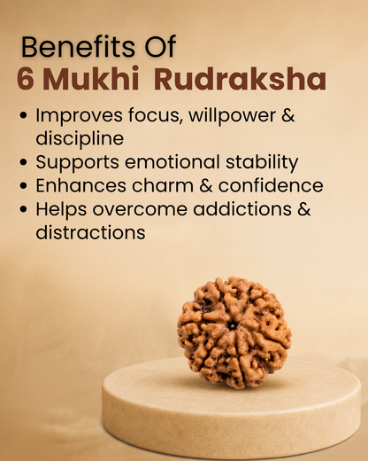 6 Mukhi Rudraksha (Natural | Nepal Origin)