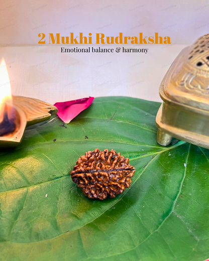 2 Mukhi Rudraksha (Natural | Nepal Origin)