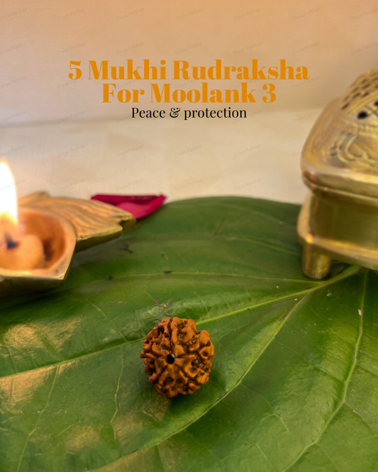 5 Mukhi Rudraksha for Moolank 3 and Wisdom Seekers Ruled by Jupiter (Natural | Nepal Origin)