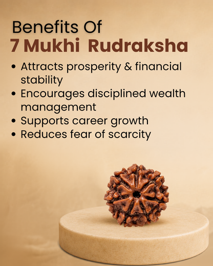 7 Mukhi Rudraksha (Natural | Nepal Origin)