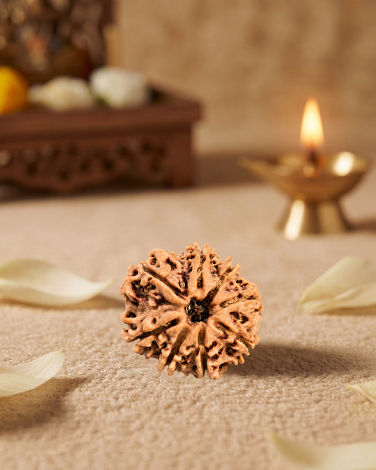 8 Mukhi Rudraksha for Moolank 4 and Problem Solvers Ruled by Rahu (Natural | Nepal Origin)