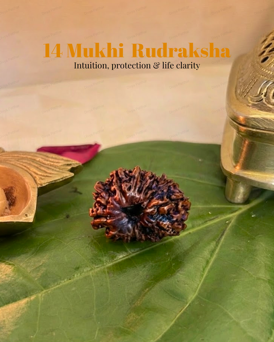 14 Mukhi Rudraksha (Natural | Nepal Origin)