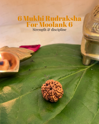 6 Mukhi Rudraksha for Moolank 6 and Harmony Seekers Ruled by Venus (Natural | Nepal Origin)