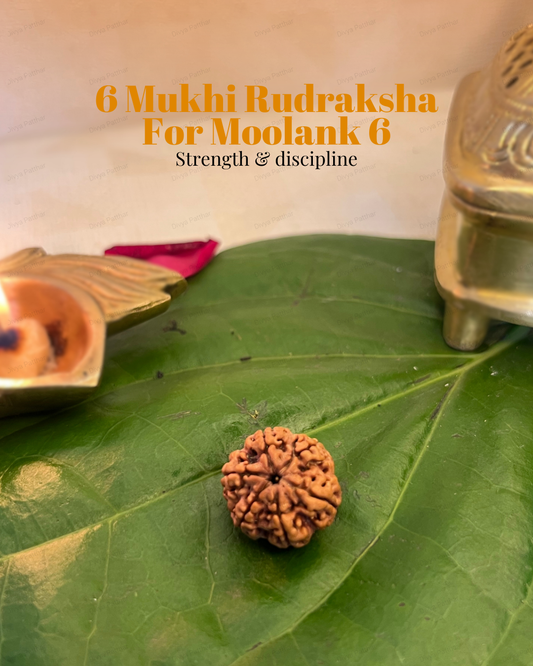 6 Mukhi Rudraksha for Moolank 6 and Harmony Seekers Ruled by Venus (Natural | Nepal Origin)