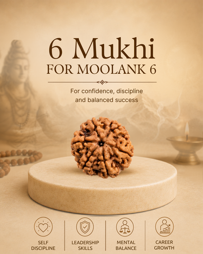6 Mukhi Rudraksha for Moolank 6 and Harmony Seekers Ruled by Venus (Natural | Nepal Origin)