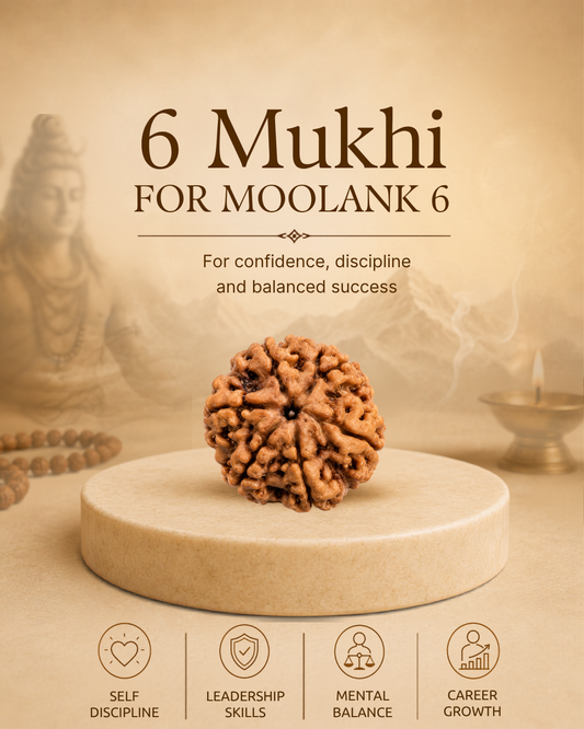 6 Mukhi Rudraksha for Moolank 6 and Harmony Seekers Ruled by Venus (Natural | Nepal Origin)