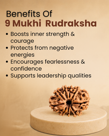 9 Mukhi Rudraksha (Natural | Nepal Origin)