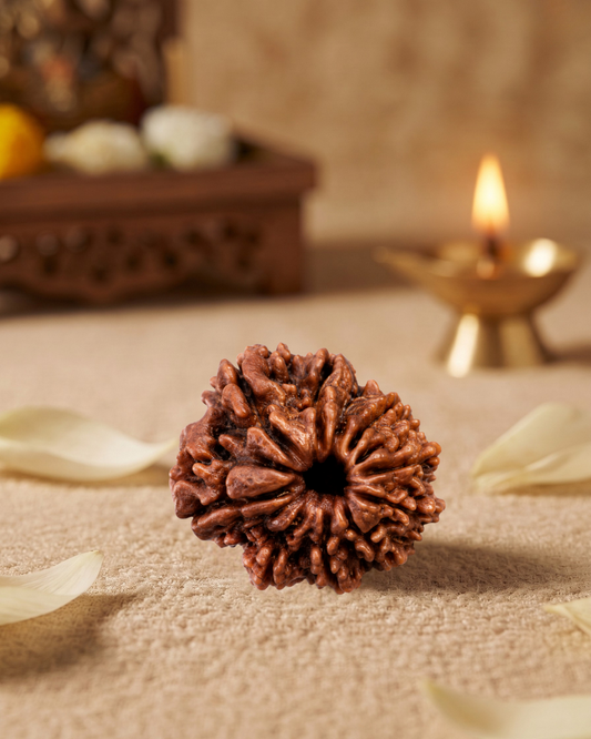 10 Mukhi Rudraksha (Natural | Nepal Origin)