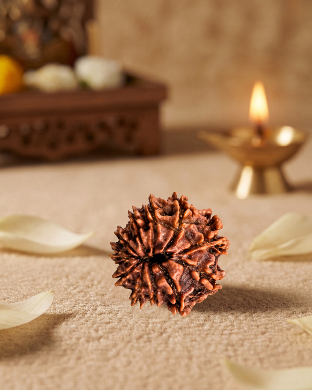 11 Mukhi Rudraksha (Natural | Nepal Origin)