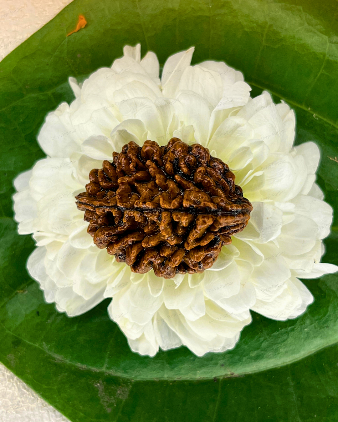 2 Mukhi Rudraksha (Natural | Nepal Origin)