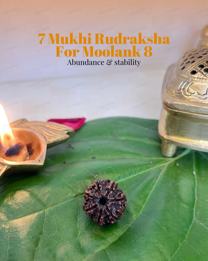 7 Mukhi Rudraksha for Moolank 8 and Discipline Seekers Ruled by Saturn (Natural | Nepal Origin)