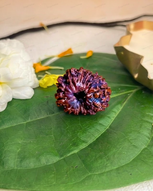14 Mukhi Rudraksha (Natural | Nepal Origin)