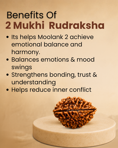 2 Mukhi Rudraksha for Moolank 2 and Emotionally Sensitive Souls Ruled by Moon (Natural | Nepal Origin)
