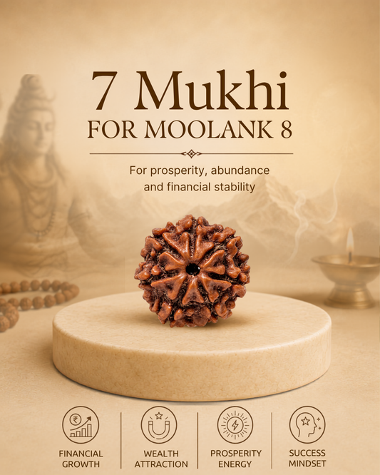 7 Mukhi Rudraksha for Moolank 8 and Discipline Seekers Ruled by Saturn (Natural | Nepal Origin)