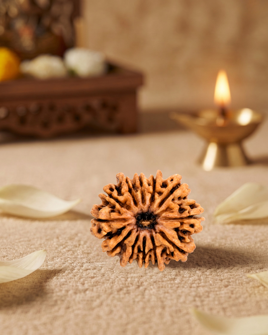 12 Mukhi Rudraksha (Natural | Nepal Origin)