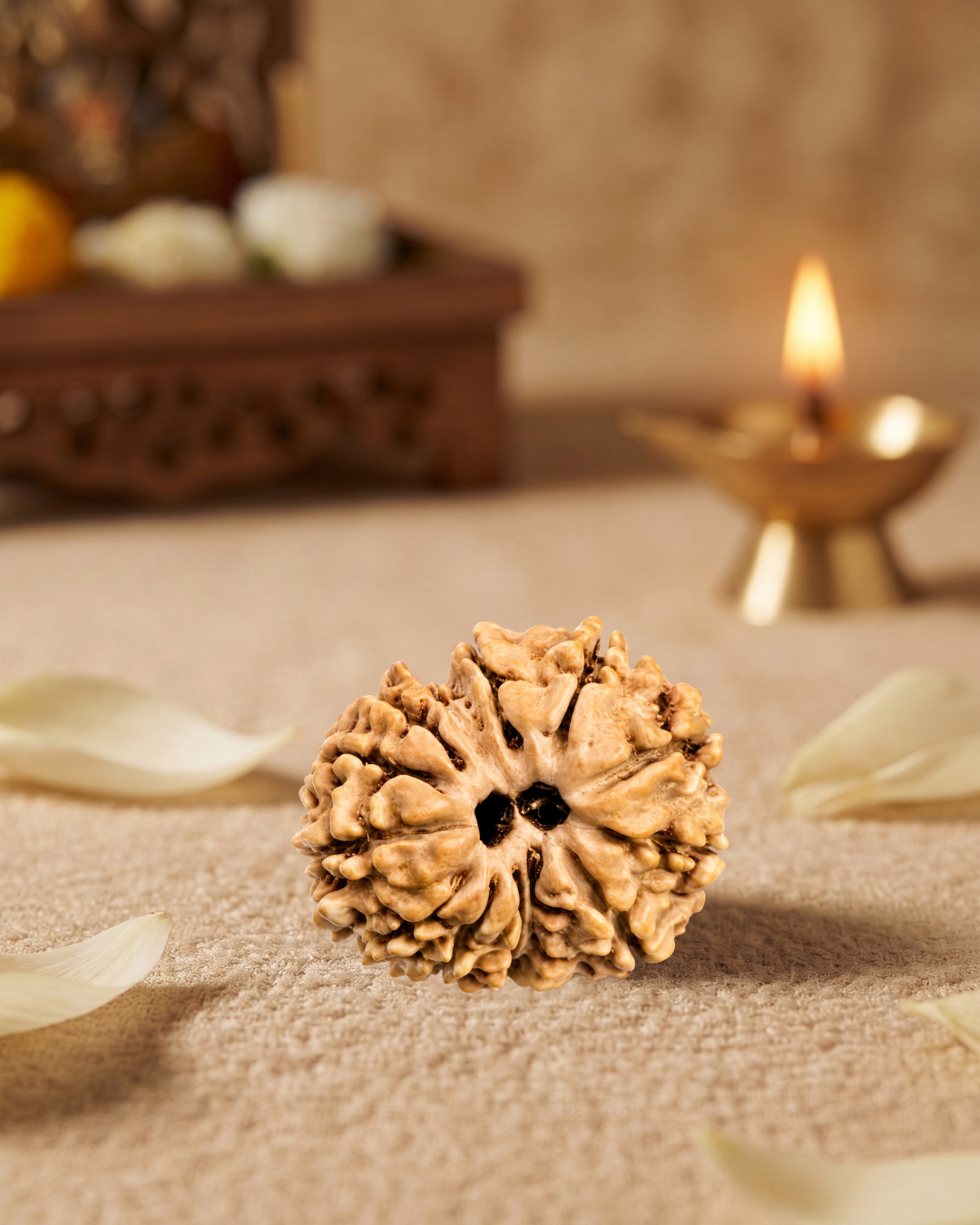 13 Mukhi Rudraksha (Natural | Nepal Origin)