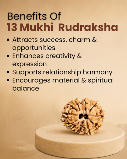 13 Mukhi Rudraksha (Natural | Nepal Origin)