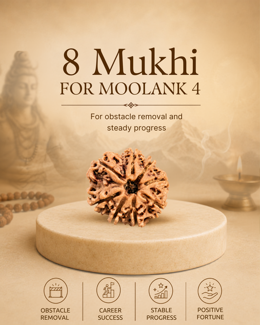 8 Mukhi Rudraksha for Moolank 4 and Problem Solvers Ruled by Rahu (Natural | Nepal Origin)