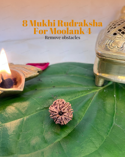 8 Mukhi Rudraksha for Moolank 4 and Problem Solvers Ruled by Rahu (Natural | Nepal Origin)