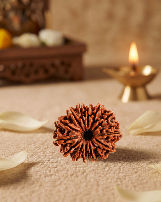14 Mukhi Rudraksha (Natural | Nepal Origin)