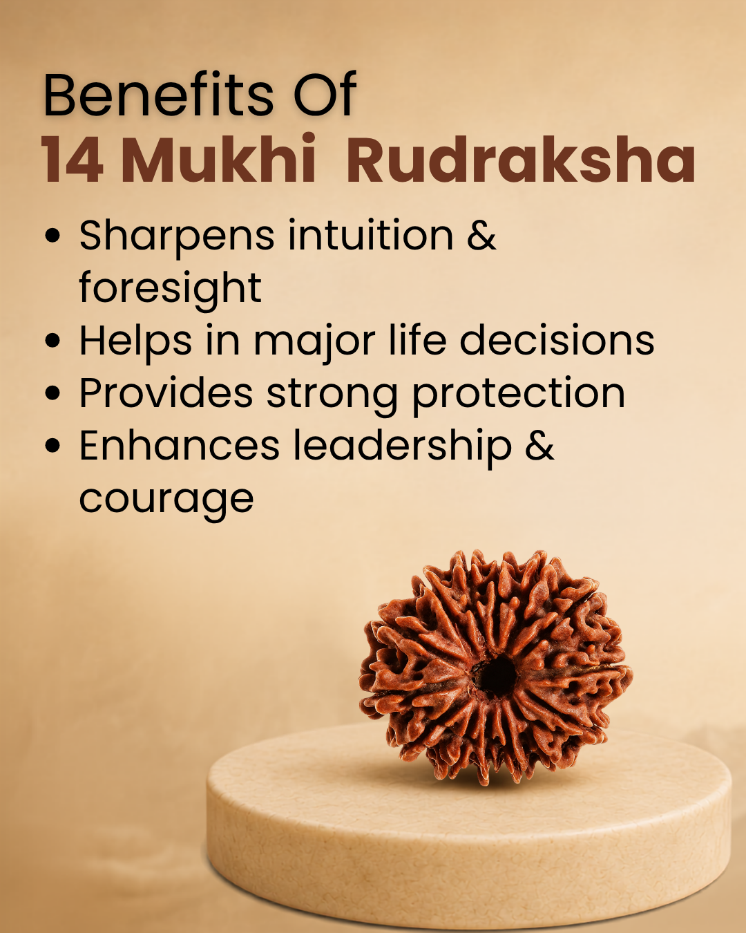 14 Mukhi Rudraksha (Natural | Nepal Origin)