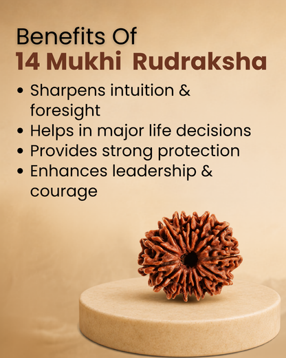 14 Mukhi Rudraksha (Natural | Nepal Origin)